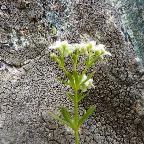 Galium anisophyllon പുഷ്പം