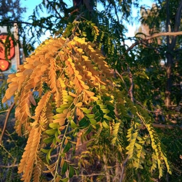 Gleditsia triacanthos Liść