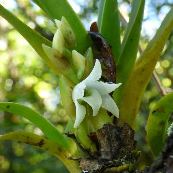 Angraecum bracteosum 花