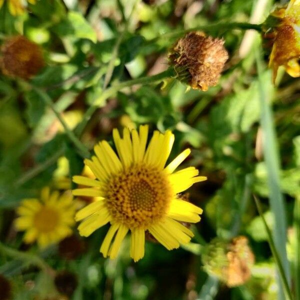 Pulicaria dysenterica Blüte