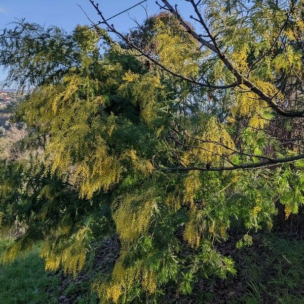 Acacia dealbata 整株植物