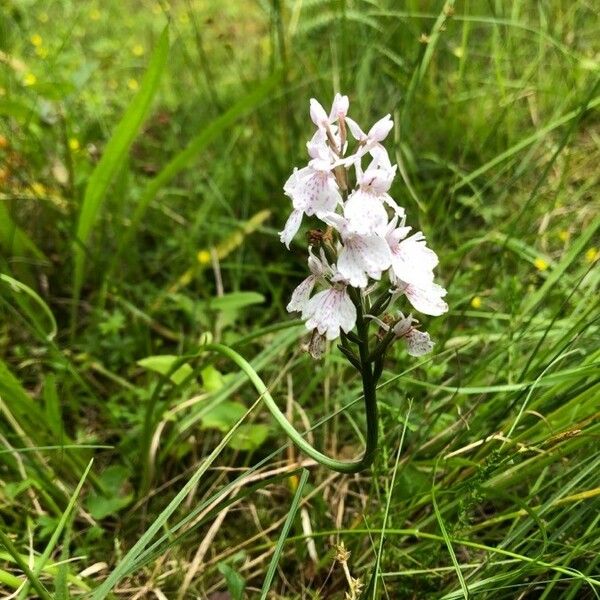 Dactylorhiza maculata موطن