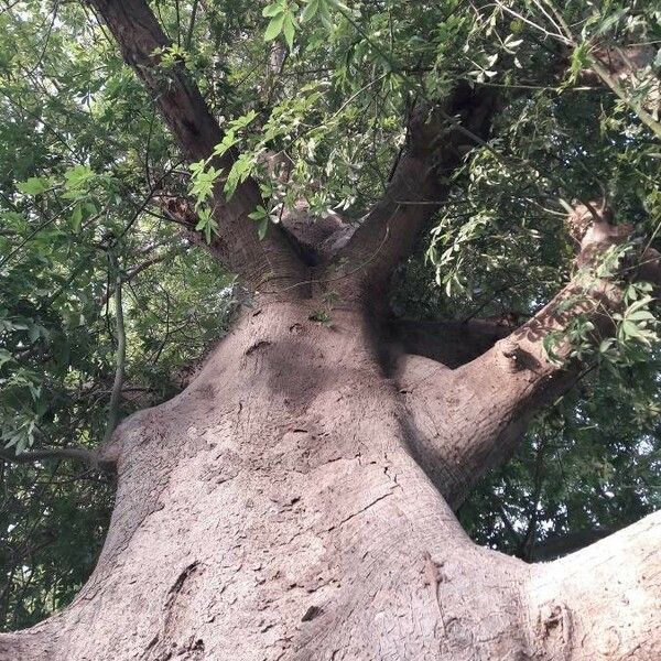 Ceiba pentandra Bark