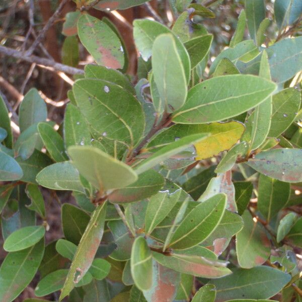 Cryptocarya leptospermoides