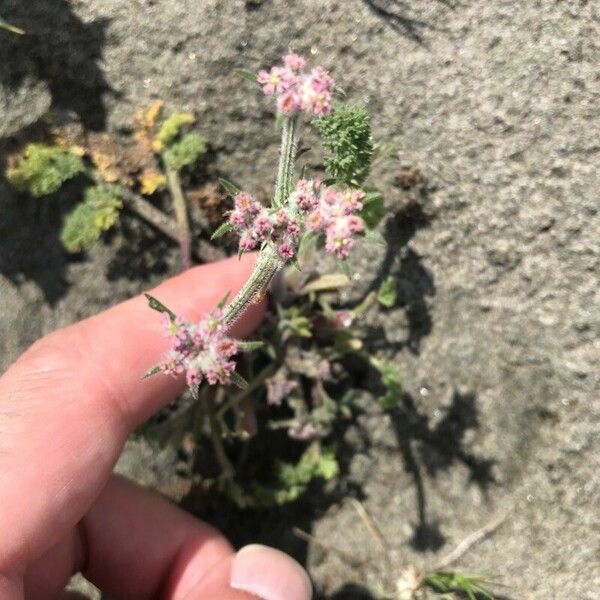 Daucus pumilus Žiedas