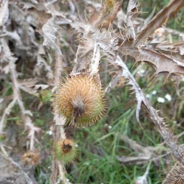 Onopordum acanthium Fruto