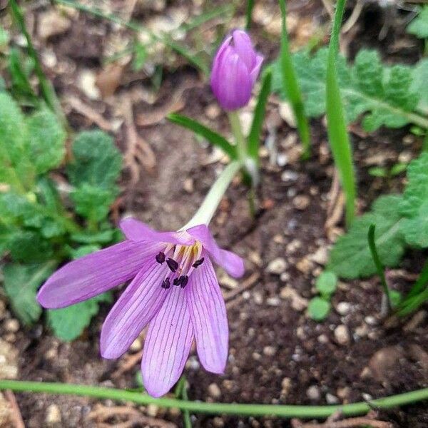 Colchicum cupanii Blüte