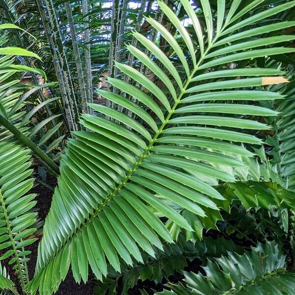 Encephalartos sclavoi Leaf