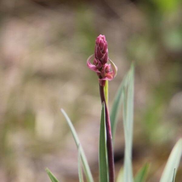 Triantha glutinosa ᱵᱟᱦᱟ