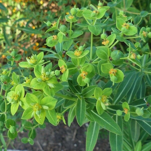 Euphorbia illirica Flor