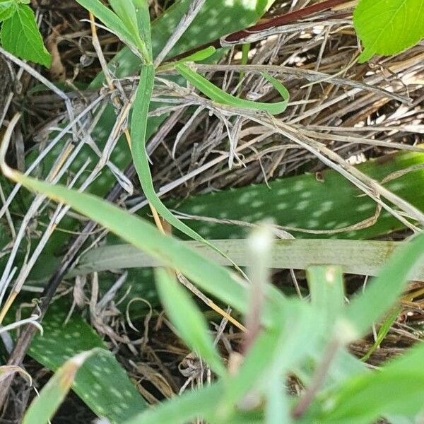 Aloe amudatensis Levél