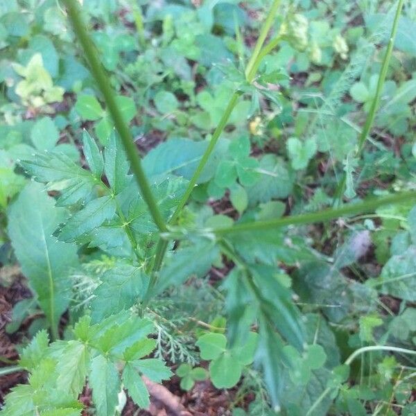 Pimpinella major Листок