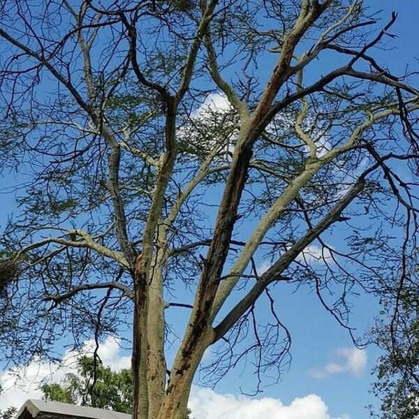 Vachellia xanthophloea Kéreg