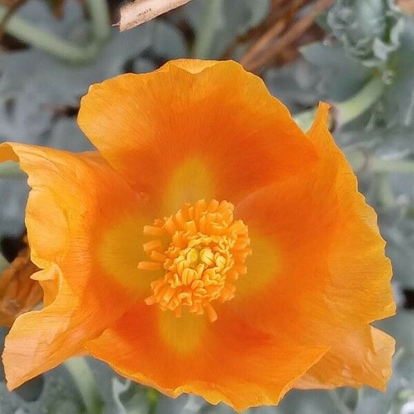 Glaucium flavum Flower