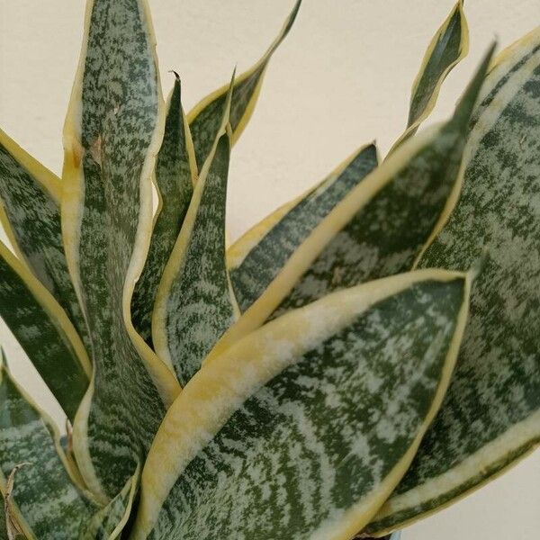 Dracaena trifasciata Blatt