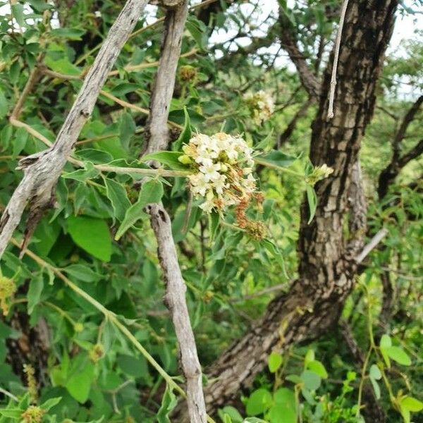 Volkameria eriophylla Кветка