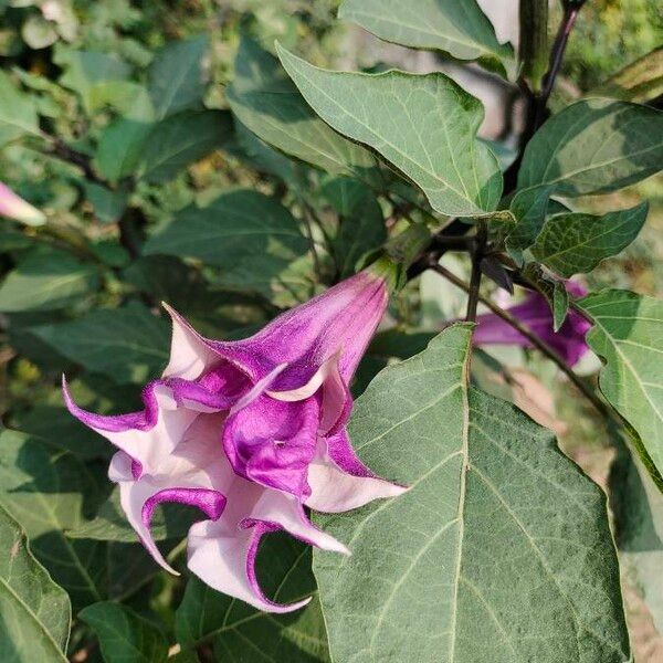 Datura metel Цвят