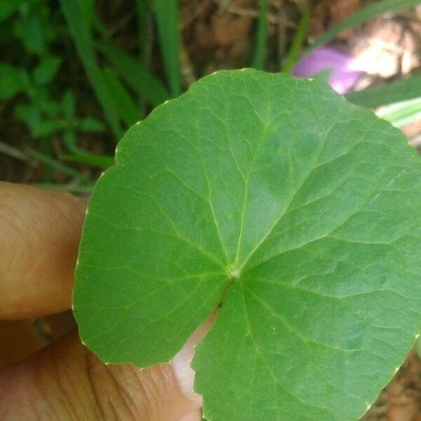 Centella asiatica 叶