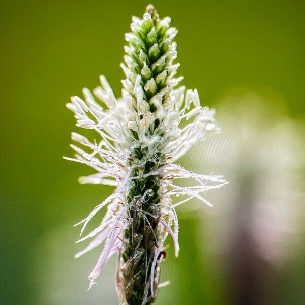 Plantago media Kwiat