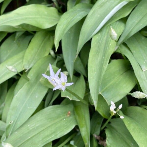 Allium ursinum Flor