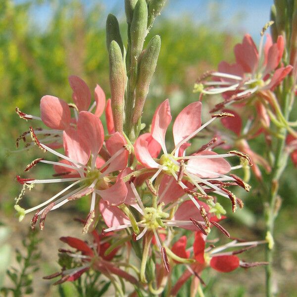 Oenothera suffrutescens പുഷ്പം