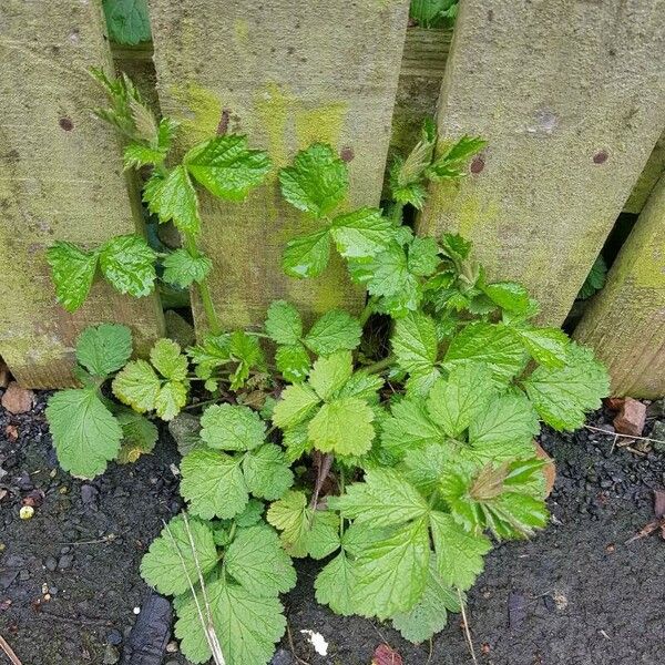 Geum macrophyllum Лист