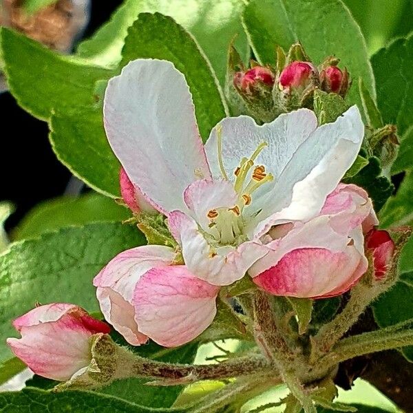 Malus hupehensis ফুল