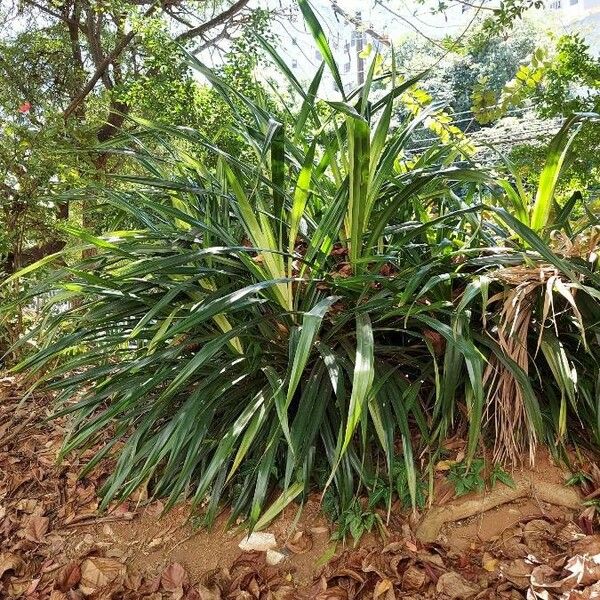 Pandanus amaryllifolius Φύλλο