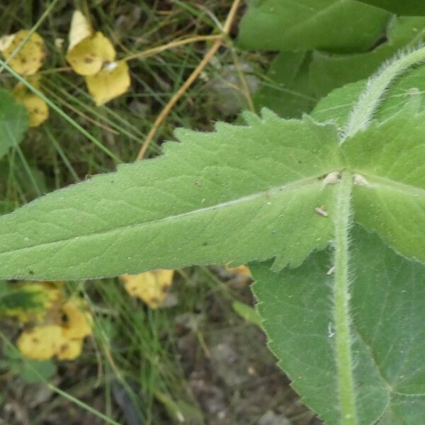 Knautia dipsacifolia Leaf