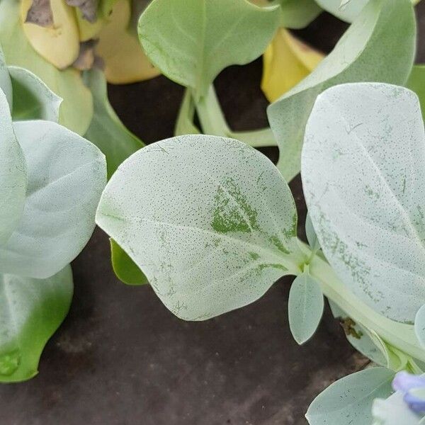 Mertensia maritima Leaf