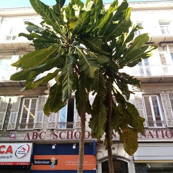 Ficus pseudopalma Ліст