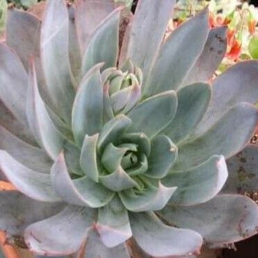 Echeveria affinis Ліст