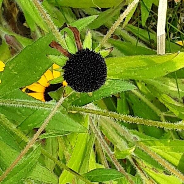 Rudbeckia triloba Frukt