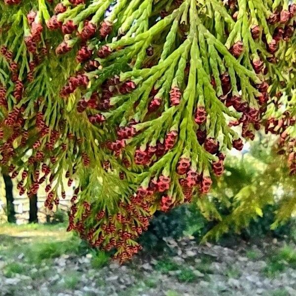 Chamaecyparis lawsoniana Yaprak