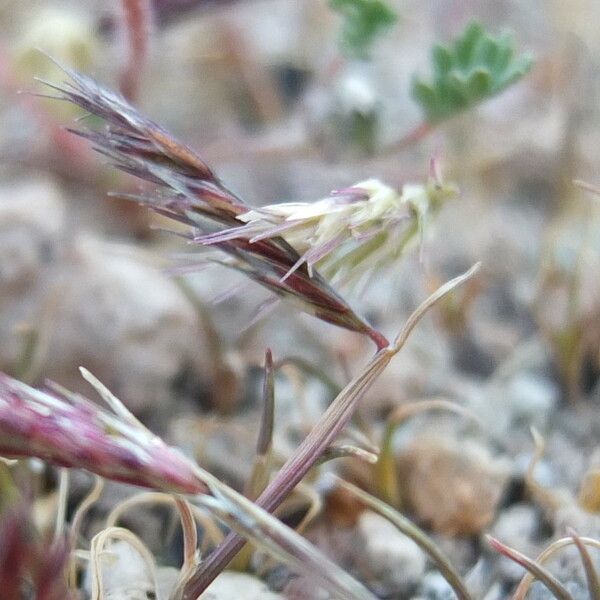 Bouteloua simplex Flower