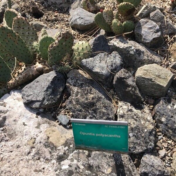 Opuntia polyacantha Leaf