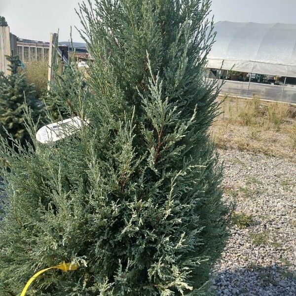 Juniperus scopulorum Deilen