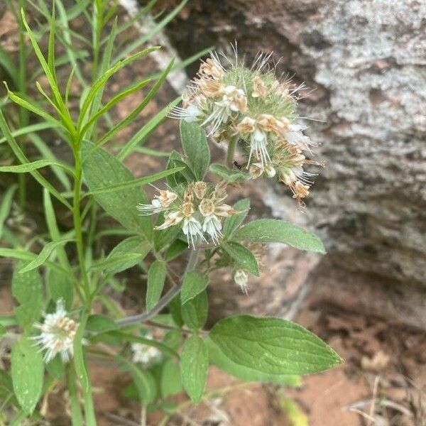 Phacelia heterophylla 花