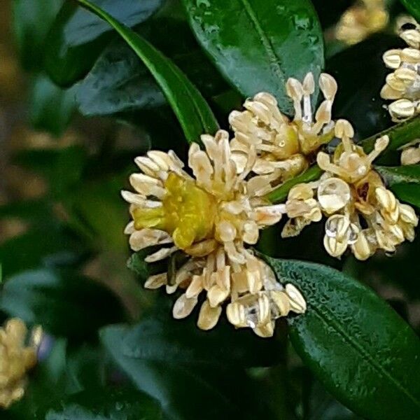 Buxus sempervirens Frukto