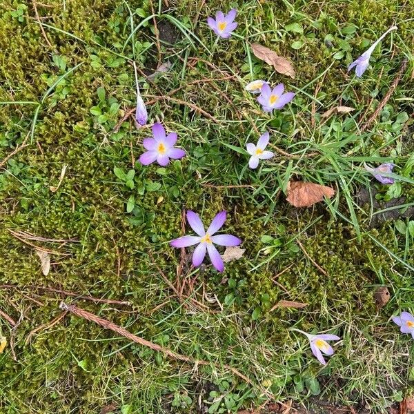 Crocus tommasinianus Blüte