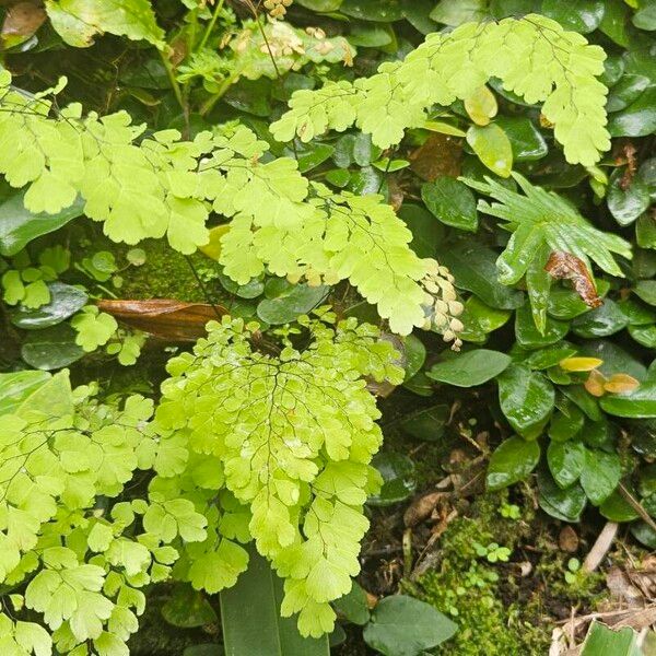 Adiantum raddianum Leaf