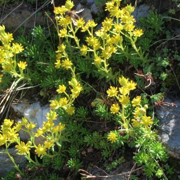 Saxifraga aizoides Hábito