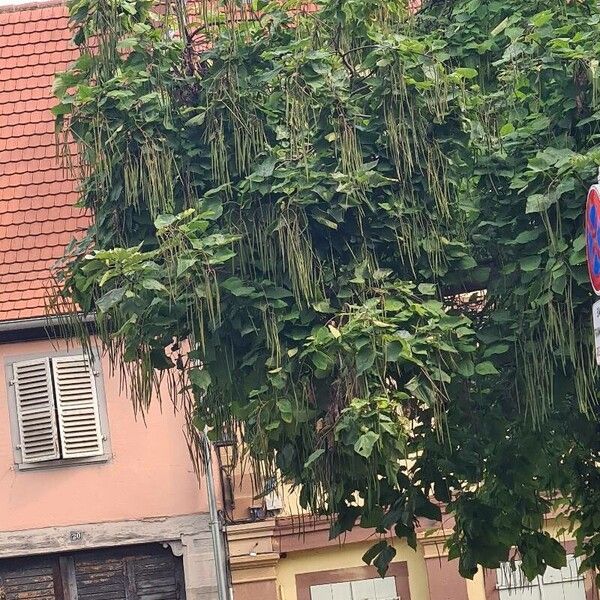 Catalpa bignonioides Foglia