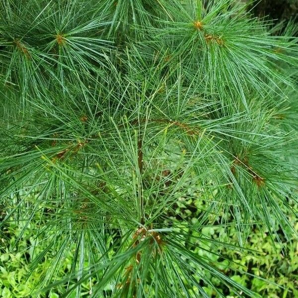 Pinus strobus Leaf