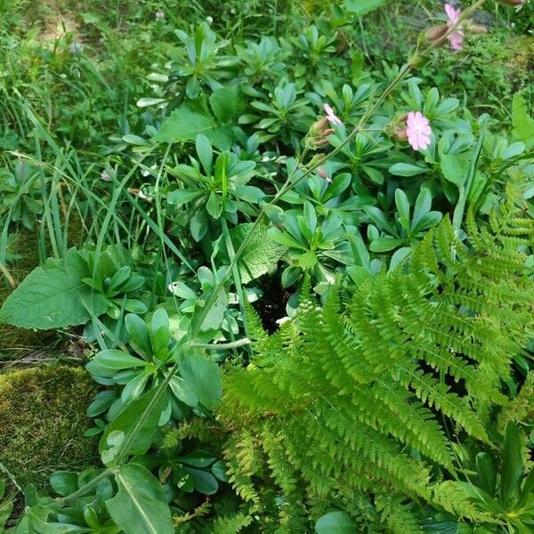 Silene dioica Habit