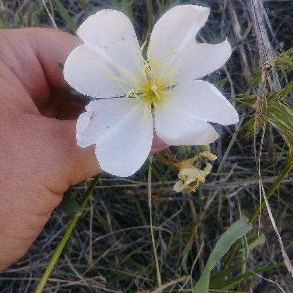 Oenothera albicaulis Çiçek