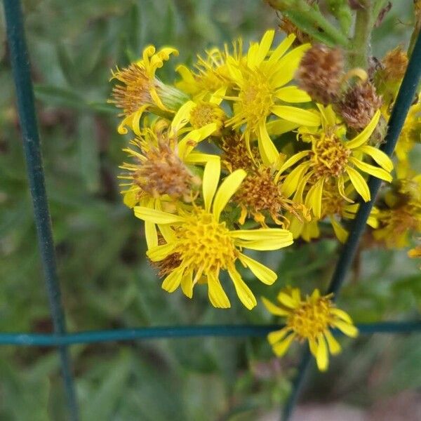 Dittrichia viscosa Flower