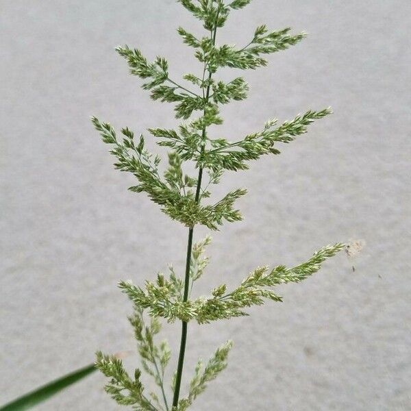 Polypogon viridis Blodyn