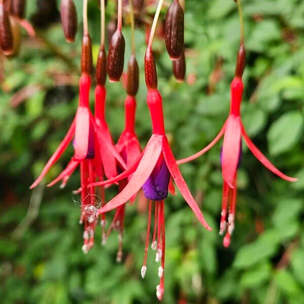 Fuchsia magellanica Blomma