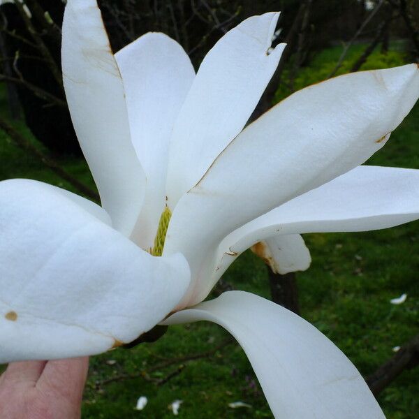 Magnolia salicifolia Kvet